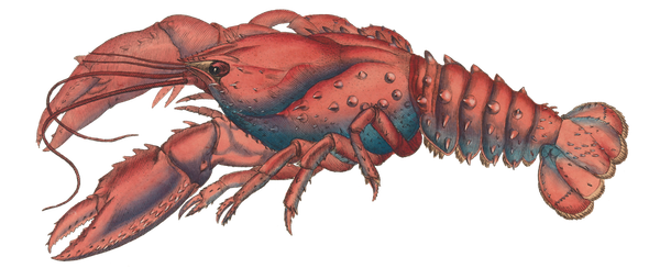 How the Lobsters front page works